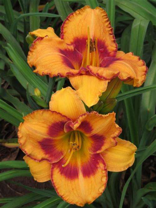 Daylily Plants: 'ALL FIRED UP' - Brilliant orange with ruffled, red edge & eye zone (LIMITED)
