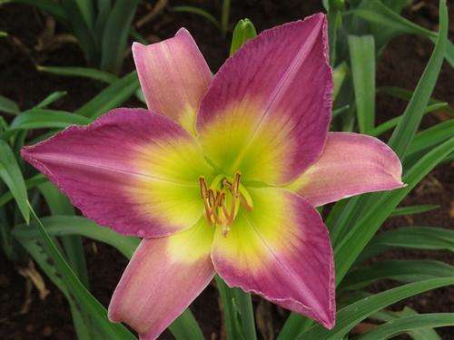 Daylily Plants: 'EGYPTIAN IBISS' - Soft lavender-pink with wide, glowing yellow throat
