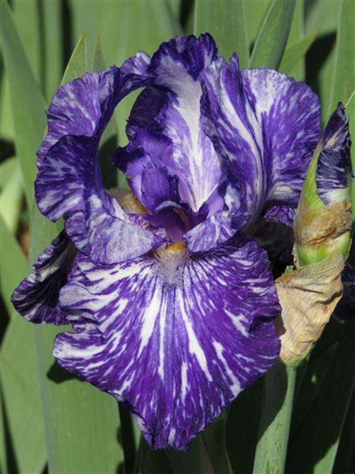 Iris Plants: Variety: 'BATIK' - SOMETHING UNUSUAL! Purple, splashed or flecked white *NEW on bob!*