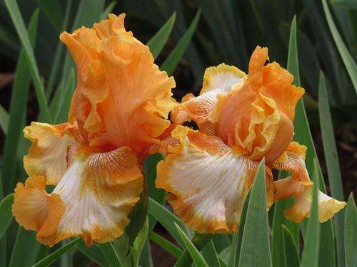 Iris Plants: CAJUN RHYTHM  - Ocher-orange with splashes of white ... STRIKING!!!