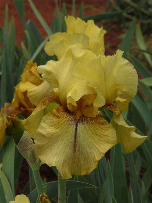 Iris Plants: 'DESERT ECHO'  Deep butter yellow, chrome green ground - Strong, reblooming & ruffled!