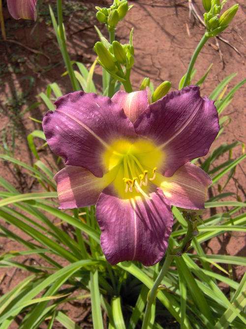 Daylily Plants: 'BLUE SHEEN' - Unusual Lavender. Strong rebloomer!