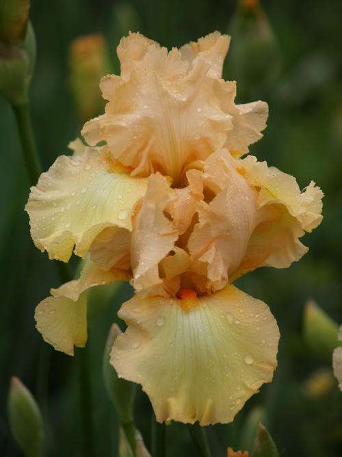 Iris Plants: WORDS & MUSIC - Prize winning stunning peachy cream rebloomer