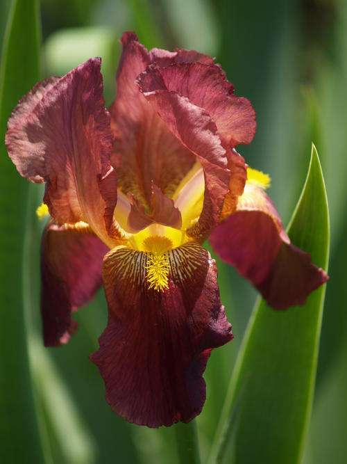 Iris Plants:  CRAZY R1 START! 'RUSSET MANTLE'  - Tall, deep maroon, golden beard