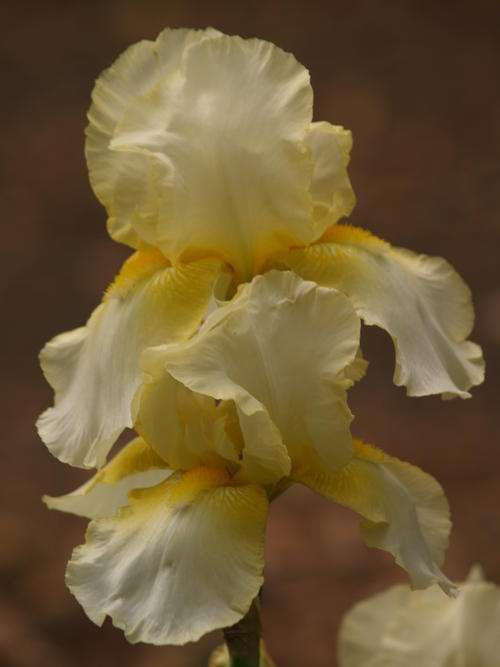 Iris Plants: PRIMROSE YELLOW - Soft yellow blooms - strong rebloomer, spring & summerflowering!