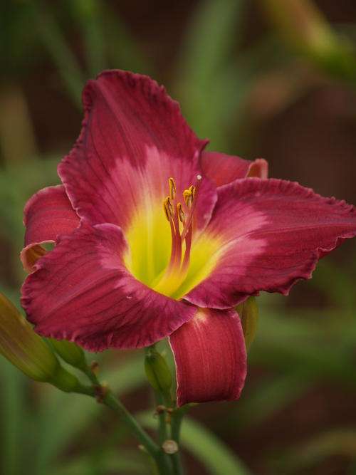 Daylily Plants: "SEMIRAMIDE" - striking mulberry with watermark