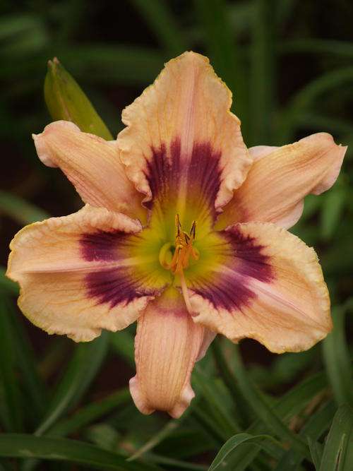 Daylily Plants: "Paper Butterfly" - Soft Pink, strong rebloomer with burgundy eyezone
