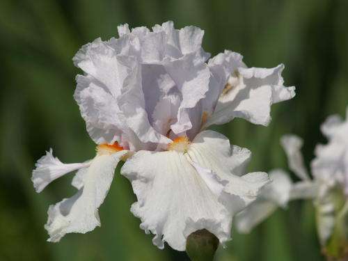 Iris Plants: 'MESMERIZER' - Ice White with a tinge of Lavender and striking orange beard