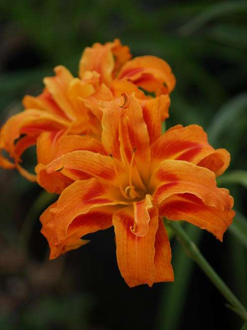 Daylily Plants: " KWANZO" - Bright Orange, Red flames on petals - triple layered