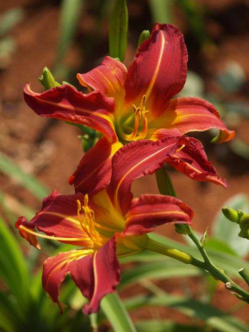 Daylily Plants: 'SCARLET RED' - Eyecatching Scarlet Red