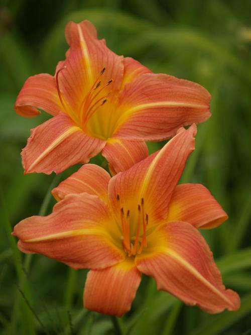 Daylily -" Apricot Blend" - Peachy Apricot - Magnificent prolific rebloomer