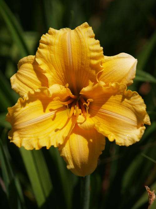 Daylily Plants: 'PRECIOUS ONE' - ruffled, glowing apricot. Good substance and flowering pattern
