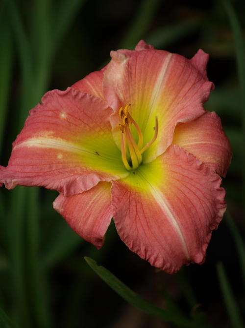 Daylily - 'Becky Lynn' - Lovely, broad, pink petals - rebloomer