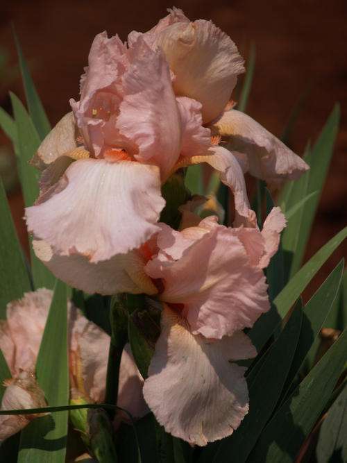 Iris Plants: FLAMINGO LACE -soft flamingo pink, contrasting orange beard - POPULAR WITH THE LADIES!!