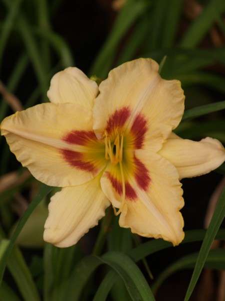 Daylily Plants: 'FEMME FATALE' - soft peachy cream with prominent burgundy eyezone