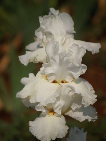 Iris Plants: 'PATRICIA CRAIG' - Snowhite standards & falls