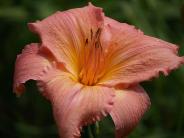 Daylily Plants:  'FRANK GLADNEY' - Huge,  soft pink blooms