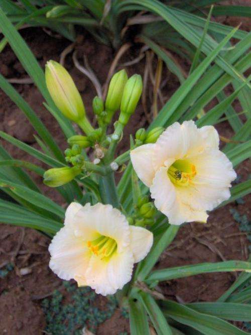 Daylily Plants: 'LITTLE FAT CAT' -XCELLENT FOR BORDERS, miniature variety, xtremely strong rebloomer