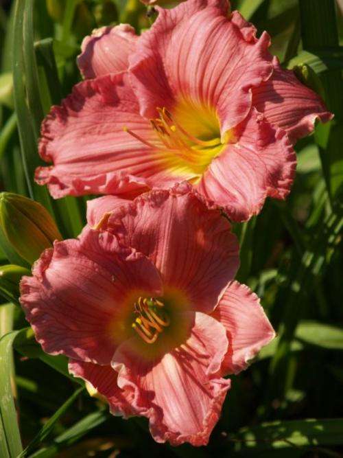 Daylily Plants: MPL ISSABEL - HUGE, Ruffled, Brilliant Pink Flowers (medium height)