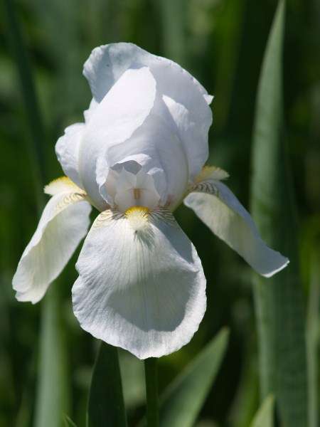 Iris Plants: 'PRIDE' - Snowwhite flowers on tall, elegant stems
