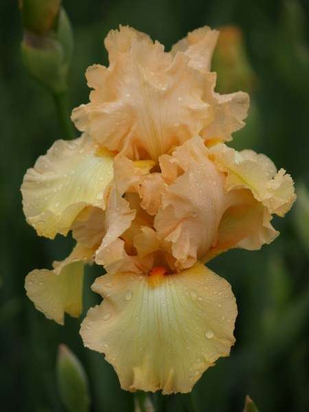 Iris Plants: WORDS & MUSIC - diamond dusted, rich cream - ruffled with striking orange beard