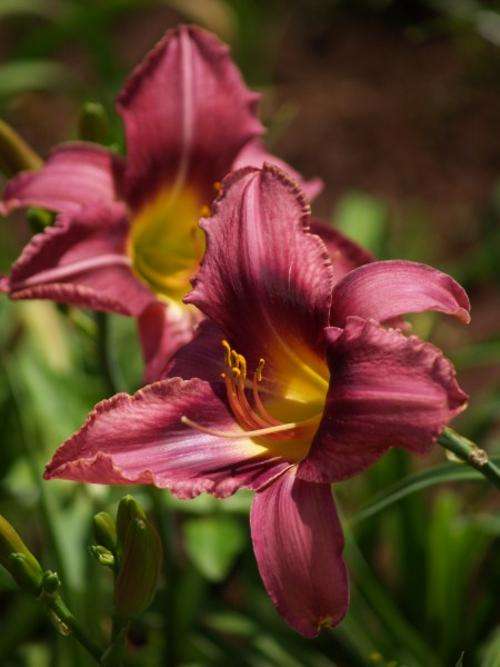 Daylily Plants: 'KING'S CREST' - Rich purple rebloomer with darker eyezone, good budcount