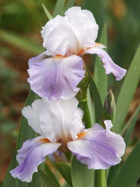 Iris Plants: 'FLORAL ACT'  - soft tones of ice blue and lavender with contrasting orange beard