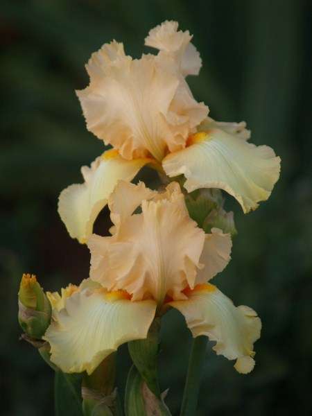 Iris Plants: WORDS & MUSIC - diamond dusted, rich cream - ruffled with striking orange beard