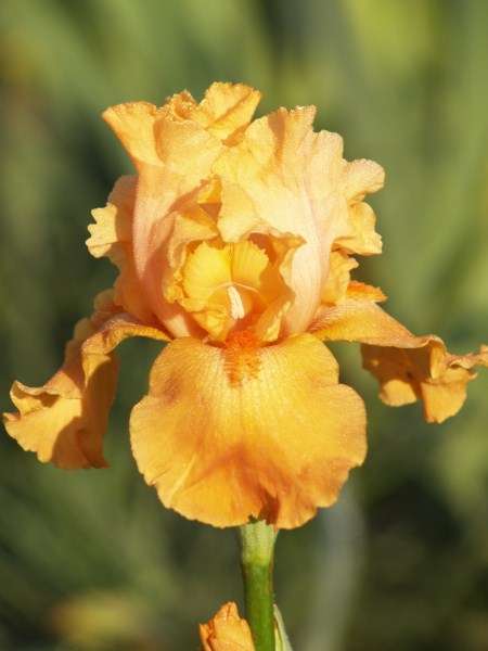 Iris Plants: SPANISH GIFT - Rich, burnt orange flowers - SHOWSTOPPER - UNUSUAL COLOUR!