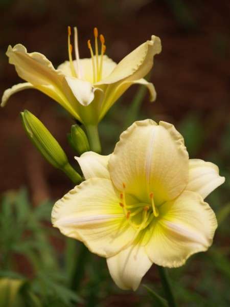 Daylily Plants:  CRAZY R1 START! - 'DELIGHTFUL LADY' - Soft cream, lime throat.. Good substance.