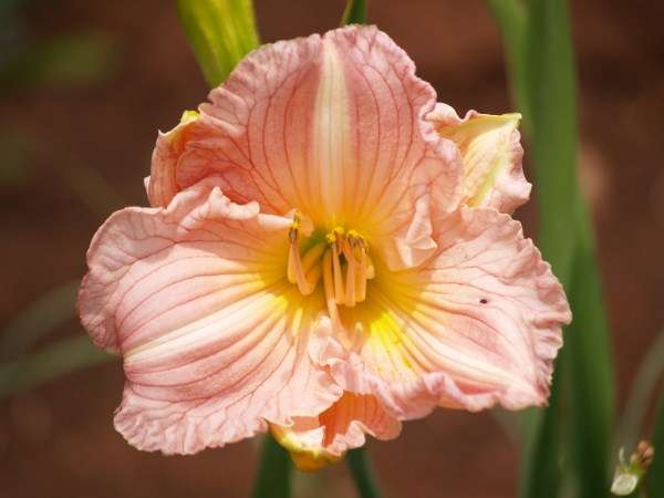 Daylily Plants: CRAZY R1 START! 'TANI' - SHOWSTOPPER! Broad, soft pink petals (1st x on bob)