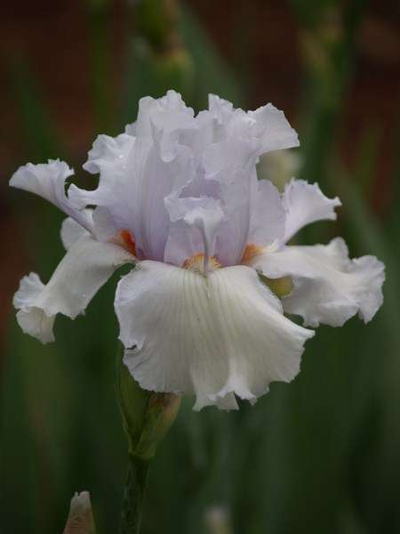 Iris Plants: 'MESMERIZER' - BIG Ice-white, tinge of  lavender, striking orange beard