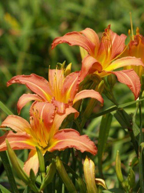 Daylily Plants:  'PEACH BLEND' - Spiderlike, peach-pink blooms - good budcount