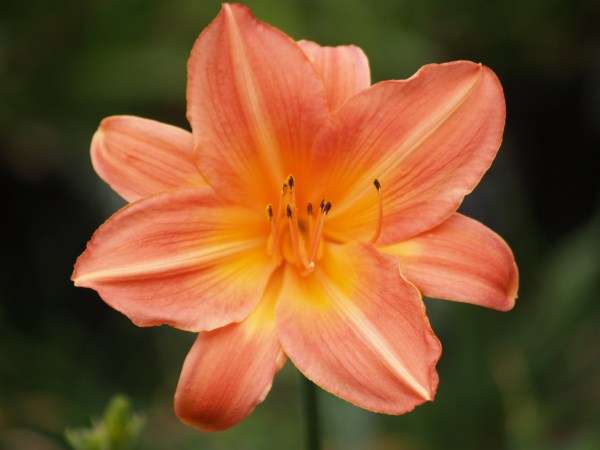 Daylily Plants: 'DANCER' - Intense  peach with  golden yellow  throat