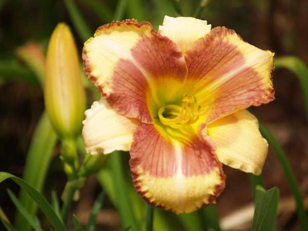 Daylily Plants: 'FLEETING FANCY' -Eyecatching fleshcoloured SHOWSTOPPER!!