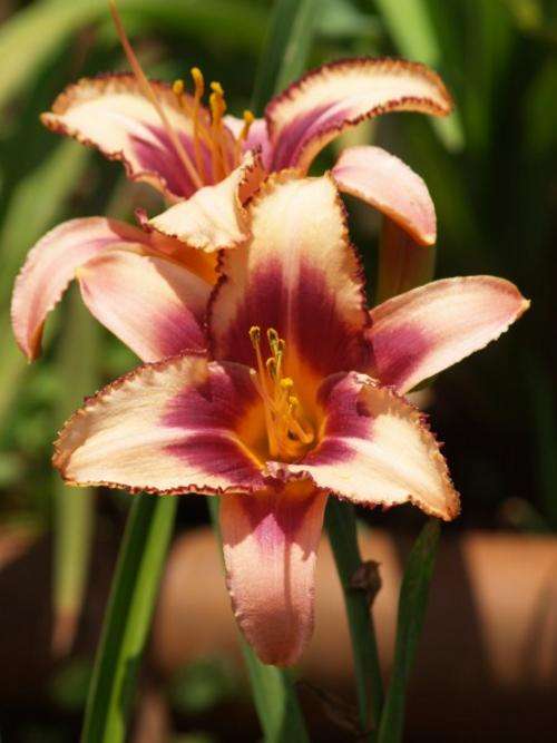 Daylily Plants: 'PANACHE' - Soft pink with serrated purple edging and eyezone. LIMITED!