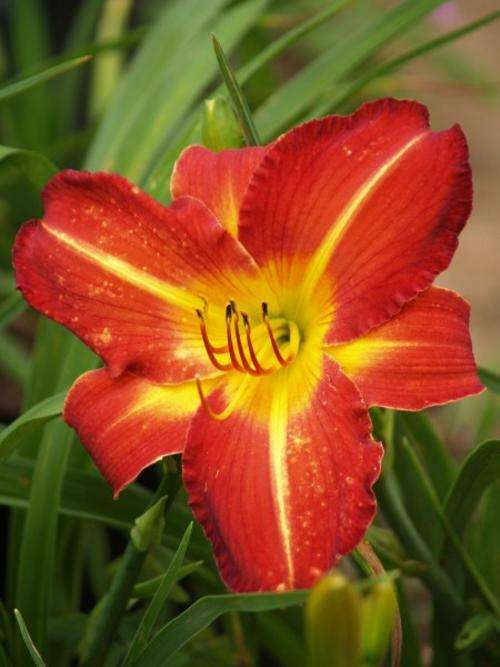 Daylily Plants: 'MPL BIG MAC' - HUGE, broadleaved scarlet  flowers