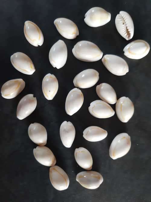 Large Cowrie Shells (Packet of 25)