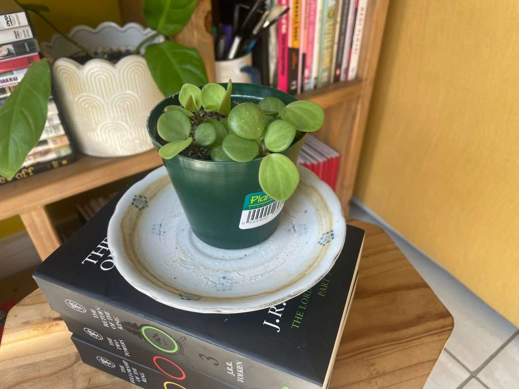 Peperomia Hope 2