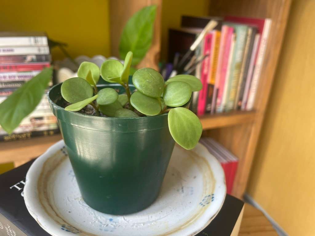 Peperomia Hope 2