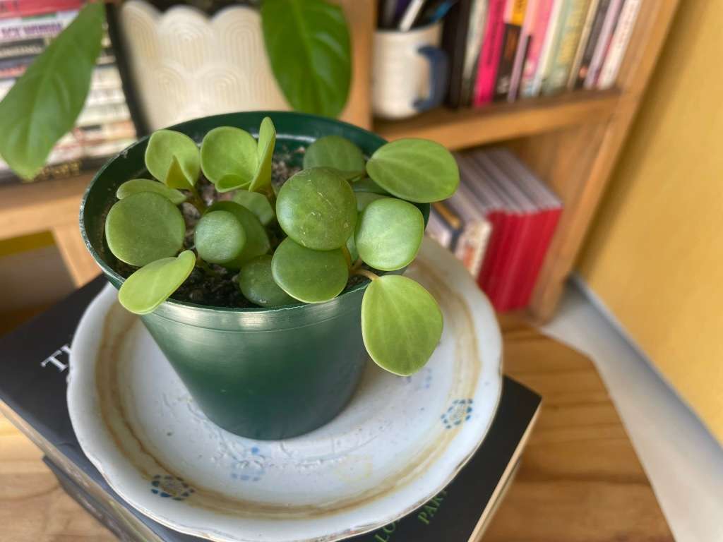 Peperomia Hope 2