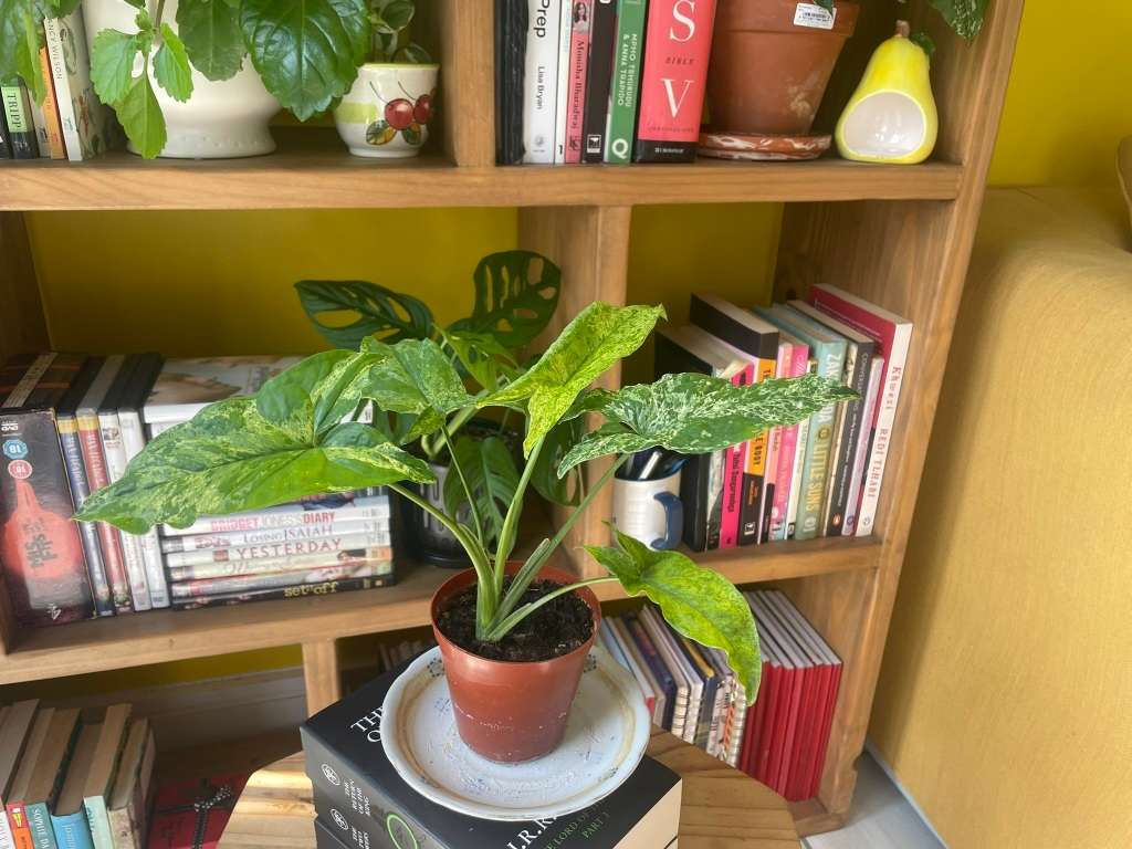 Mottled Syngonium (aka Mojito Syngonium) 1