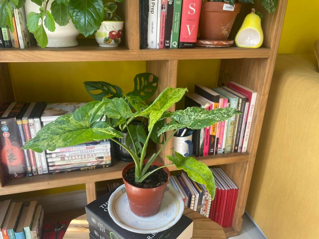 Mottled Syngonium (aka Mojito Syngonium) 1