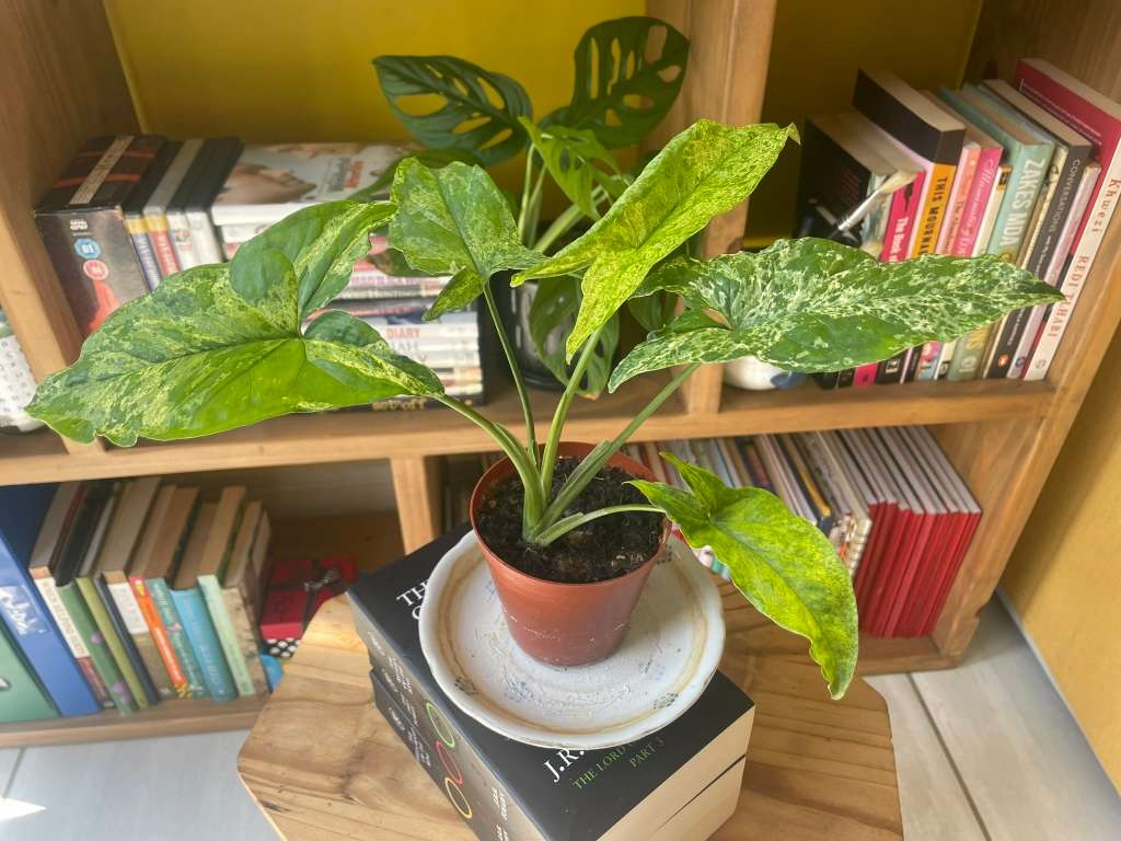 Mottled Syngonium (aka Mojito Syngonium) 1