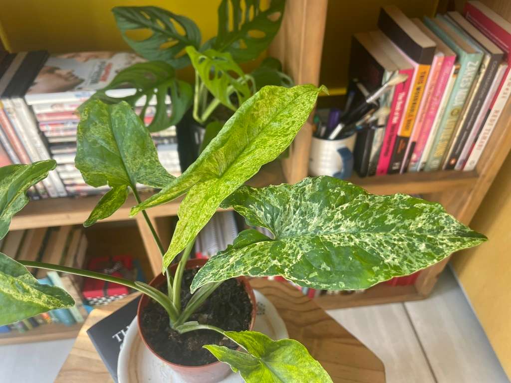 Mottled Syngonium (aka Mojito Syngonium) 1