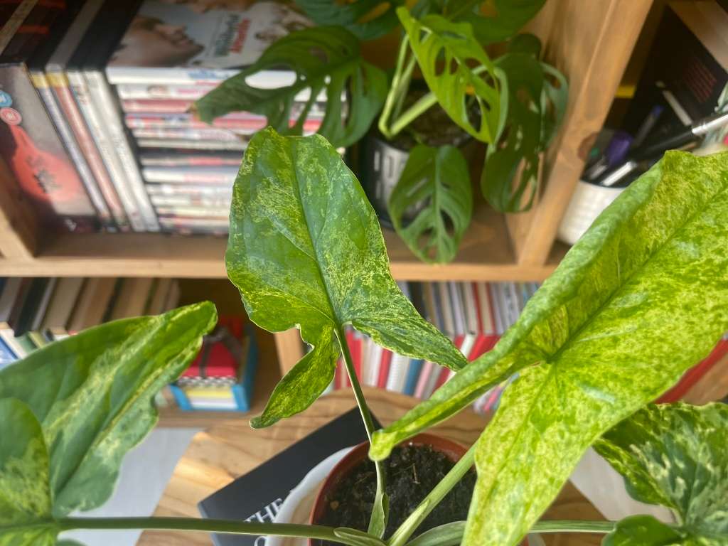 Mottled Syngonium (aka Mojito Syngonium) 1