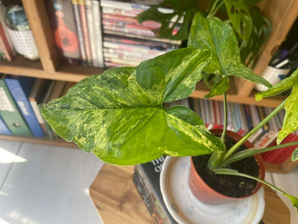 Mottled Syngonium (aka Mojito Syngonium) 1