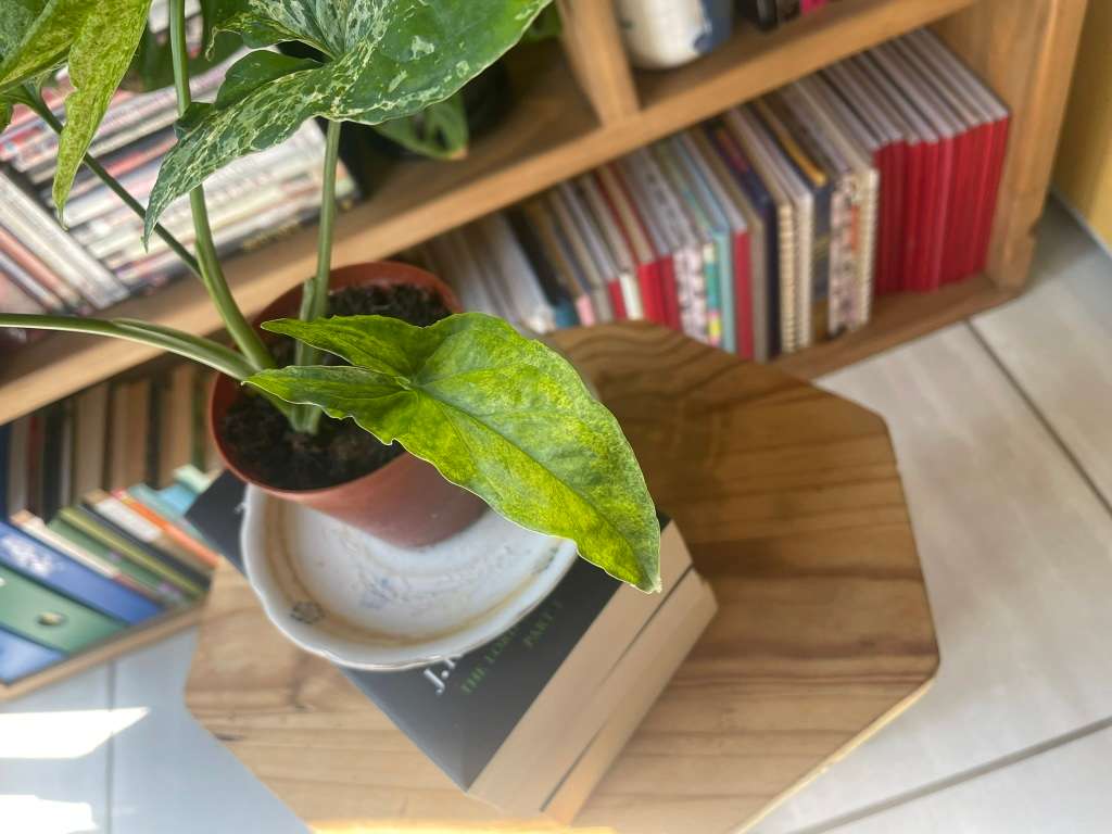 Mottled Syngonium (aka Mojito Syngonium) 1