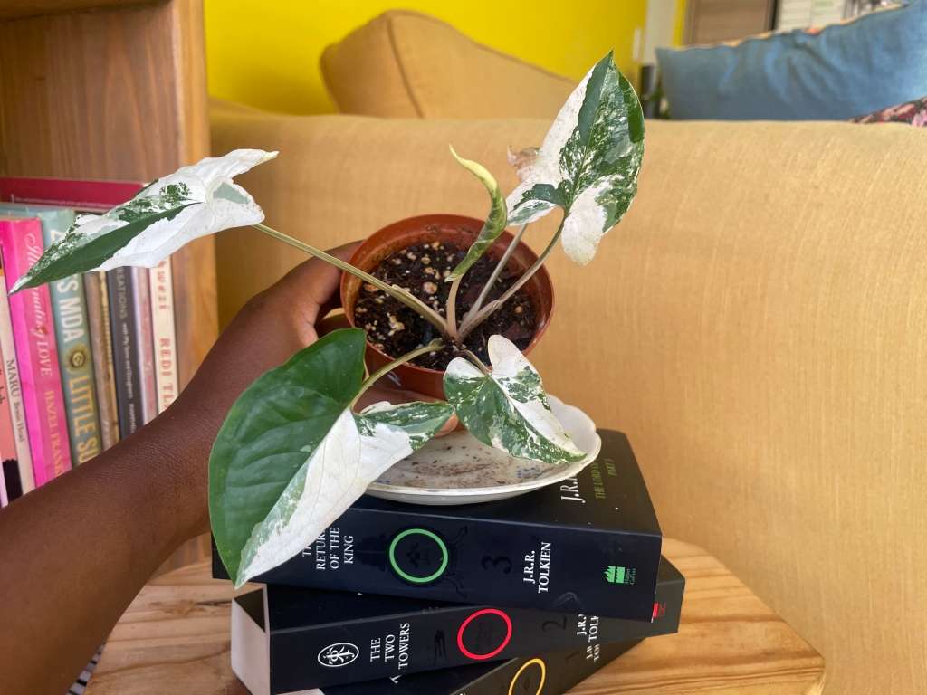 Syngonium two-pack (Albo and Mottled) with free plectranthus verticillatus - 2