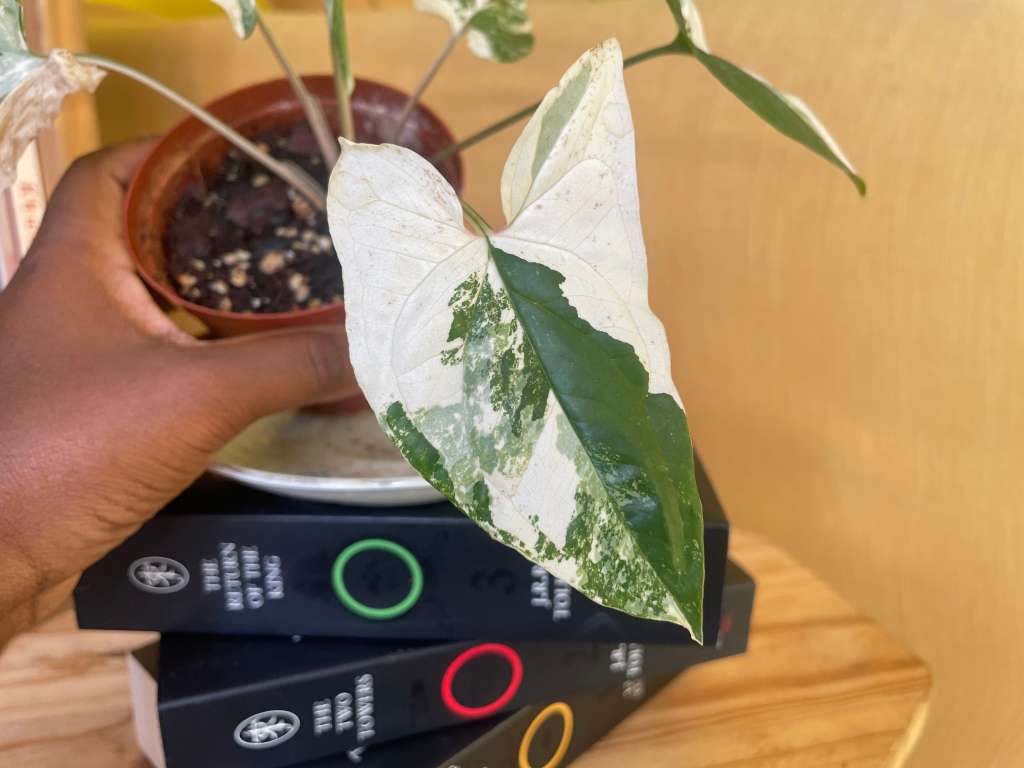 Syngonium two-pack (Albo and Mottled) with free plectranthus verticillatus - 2